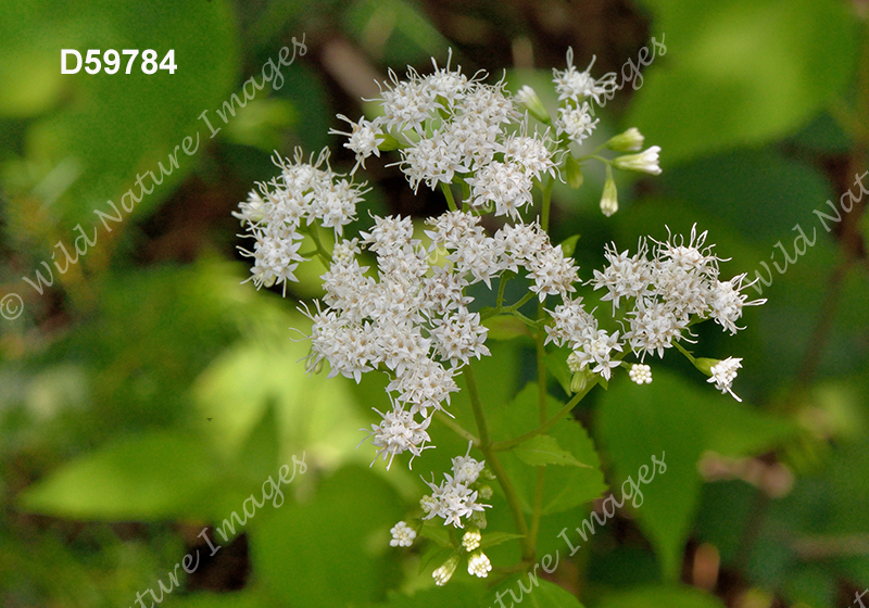 White Snakeroot (Ageratina altissima)